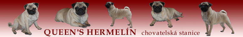 QUEEN´S HERMELÍN - chovatelská stanice mops a basset hound